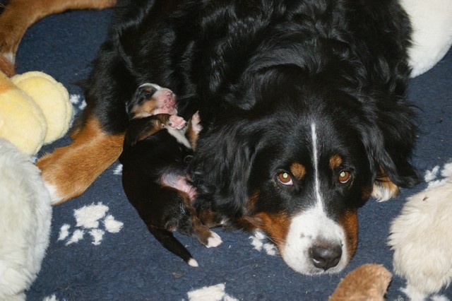 Chiot Bouvier Bernois dou Ventouladoun