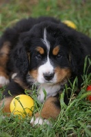 FUNNY DOG