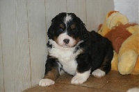 CHIOT