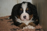 CHIOT