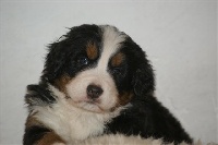 CHIOT